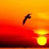 Gu Du Shi Wo Xiang Shou De Zi You 孤独是我享受的自由 Loneliness Is My Freedom Lyrics 歌詞 With Pinyin By Hu Er 虎二