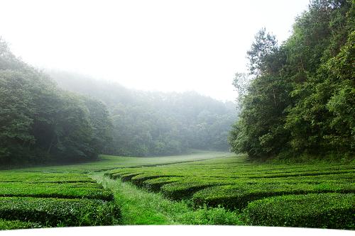 Cha Lin Shan Jian 茶林山间 Tea Forest In The Mountains Lyrics 歌詞 With Pinyin By Ge Zi Xi 格子兮