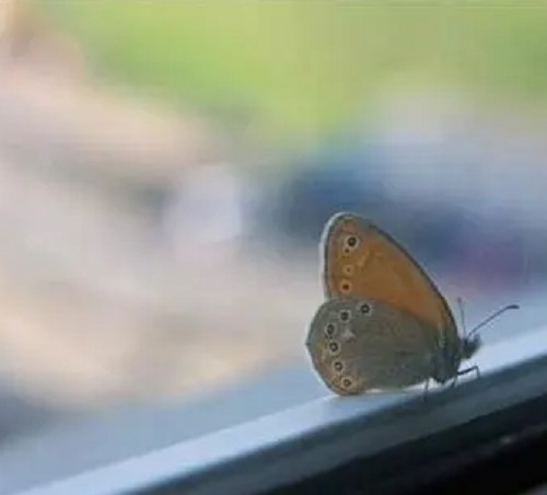 Luo Dan De Hu Die 落单的蝴蝶 The Single Butterfly Lyrics 歌詞 With Pinyin By Chen Rui 陈瑞 Chen Rui