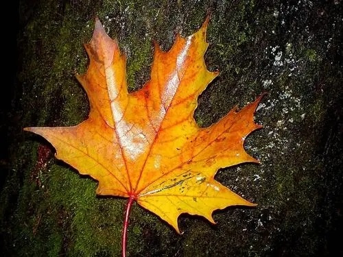Ye Luo De Shen Qiu 叶落的深秋 Late Autumn With Fallen Leaves Lyrics 歌詞 With Pinyin By Xiao Xi Gua Yi Mei 小西瓜一枚