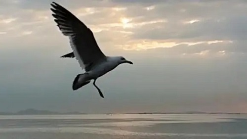 He Shi Gui 何时归 When To Return Lyrics 歌詞 With Pinyin By Jing Ci 京词